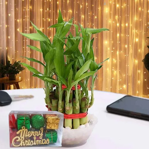 Charming Gift of Bamboo Plant with LED Light