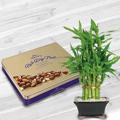 Premium Lucky Bamboo N Cadbury Dry Fruit Tin Combo