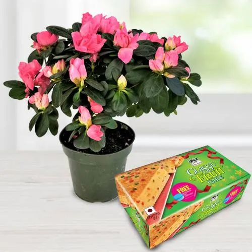 Exotic Agelia Flowering Potted Plant N Bisk Farms Classic Fruit Cake