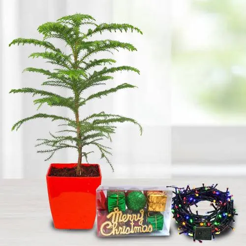 Remarkable Plants Gift Combo