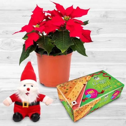 Amusing Plants Gift Combo for Christmas