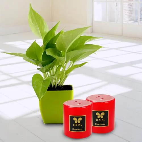 Marvelous Money Plant in Plastic Pot N Iris Aroma Pillar Candle