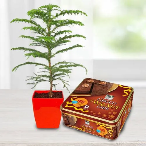 Amazing Araucaria Potted Plant N Bisk Farms Wallnut Cake