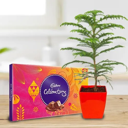Mesmerizing Araucaria Potted Plant N Cadbury Celebrations Gift Pack