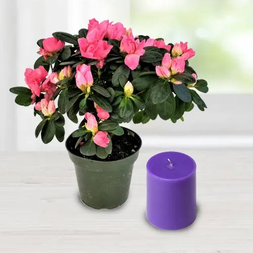 Wonderful Agelia Flowering Potted Plant N Iris Aroma Pillar Candle