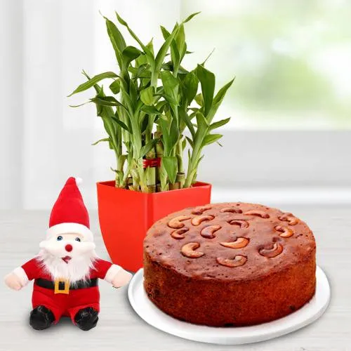 Lucky Bamboo Plant with Plum Cake n Santa Claus Cap Gift Combo