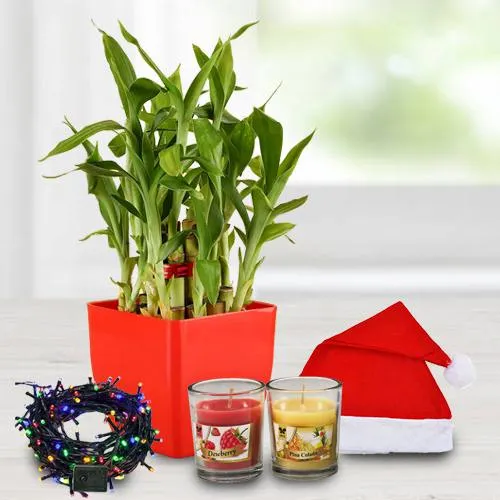 Amusing Plant Gift Combo