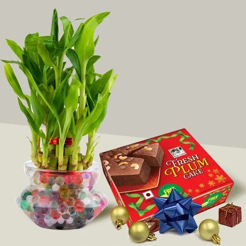 Ambrosial Xmas Gift of 2 Tier Lucky Bamboo Plant n Plum Cake