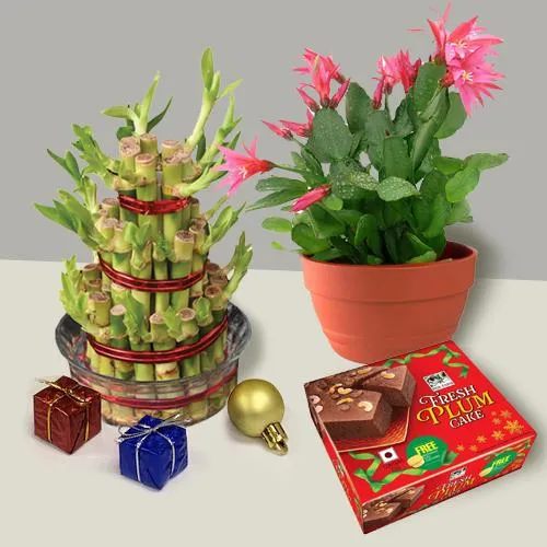 Stunning Christmas Gift of Lucky Bamboo n Cactus Plant n Plum Cake
