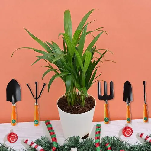 Excellent Xmas Gift of Areca Plant with Gardening Tool Kit