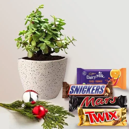 Suave Xmas Gift Combo of Jade Plant in Ceramic Pot n Imported Chocolates