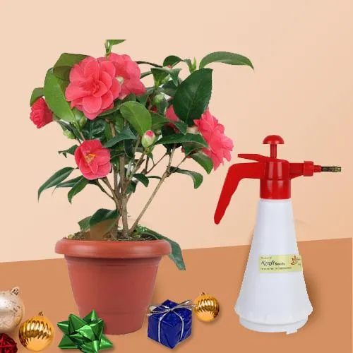 Flowering Camellia Plant with Water Spraying Gift Set for Xmas
