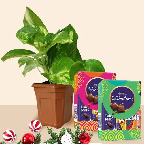 Send Money Plant with Cadbury Celebrations on Christmas