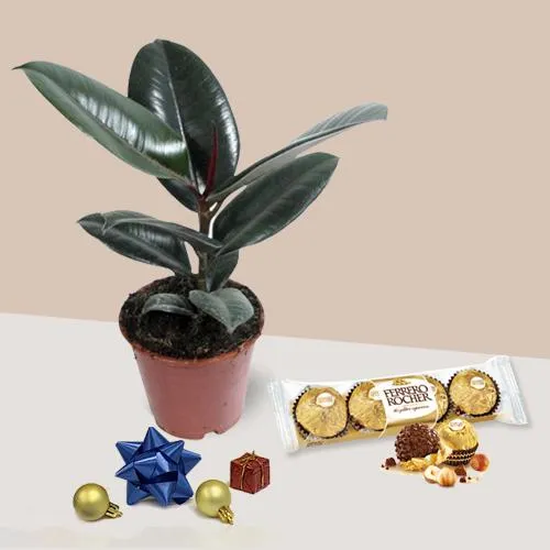 Fancy Rubber Fig Plant with Ferrero Rocher Chocolate Christmas Gift