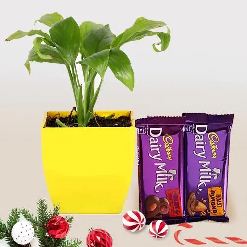 Christmas Gift of Lily Plant with Cadbury Chocolates