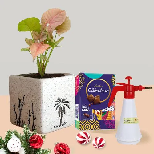Finest Xmas Gift of Syngonium Plant with Spray Pump n Chocolates