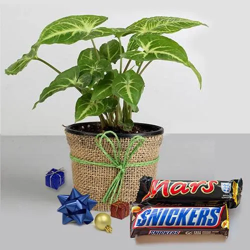 Ambrosial Christmas Gift of Imported Chocolates with Syngonium Plant