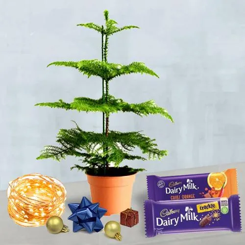 Classy Xmas Gift of Norfolk Island Pine Plant, String LED Lights n Cadbury Chocolates