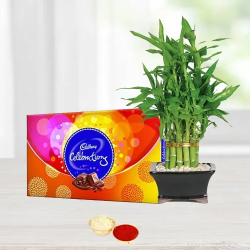 Amazing Bamboo plant N Cadbury Celebrations