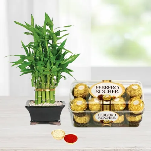 Amazing Bamboo Plant N Ferrero Rocher Chocos