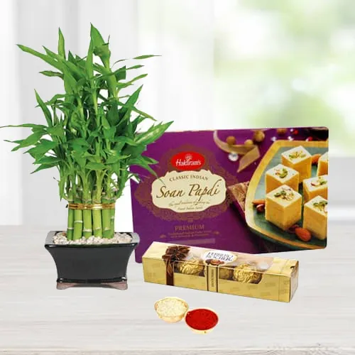Soan Papdi N Ferrero Rocher Chocolates with Bamboo Plant