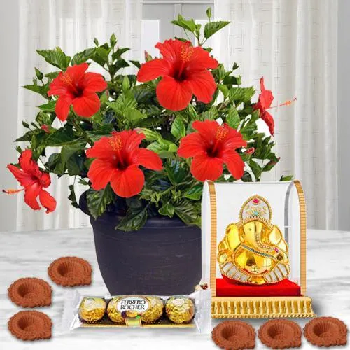 Marvelous Hibiscus Plant N Assortments Combo