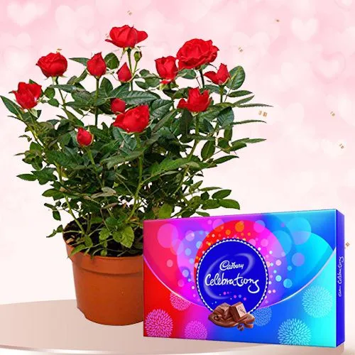 Ravishing Combo of Cadbury Celebrations with Rose Live Plant