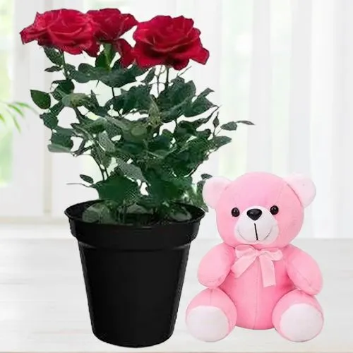 Arresting Gift of Rose Plant with Plush Teddy