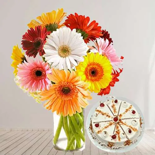Gorgeous Gerberas in Vase with Butter Scotch Cake