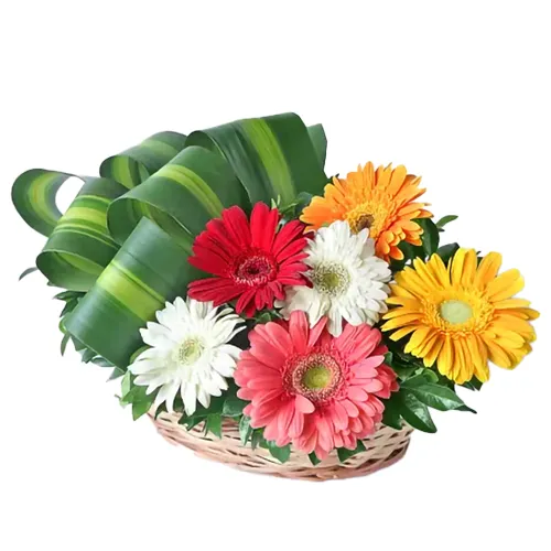 Attention-Getting 30 Mixed Colorful Gerbera Arrangement of Majestic