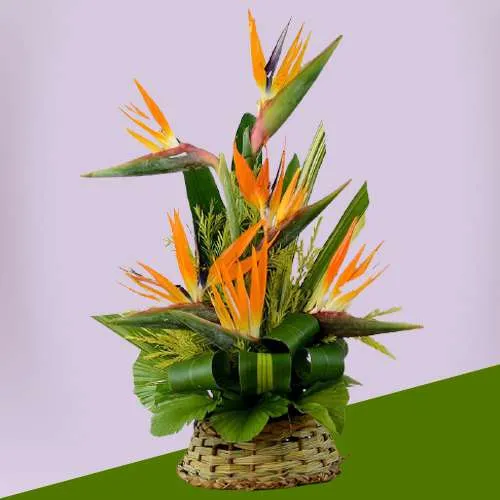 Dazzling Birds of Paradise in Basket