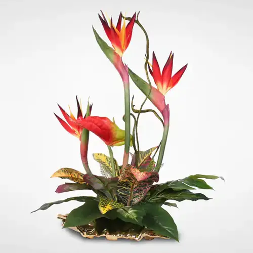 Visually Birds of Paradise and Anthuriums Arrangement for Sweet Surprise