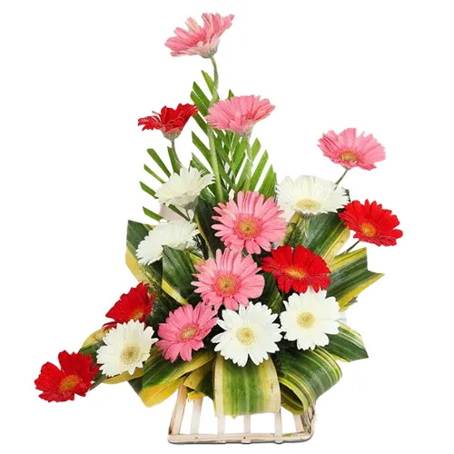 Dazzling Arrangement of Seven Gerberas