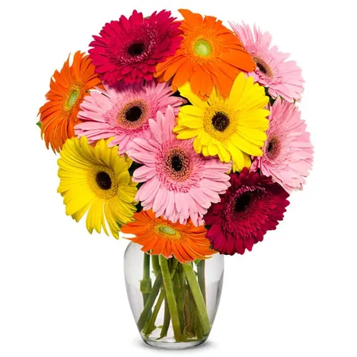 Gorgeous Mixed Gerberas in a Glass Vase