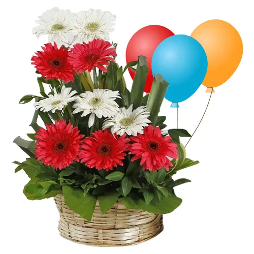 Lovely Mixed Gerberas Bouquet with Balloons