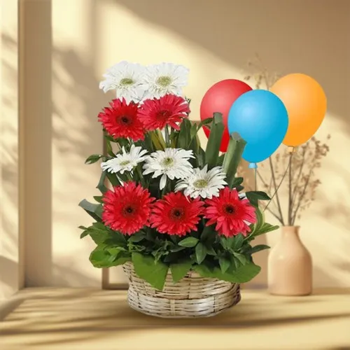 Lovely Mixed Gerberas Bouquet with Balloons