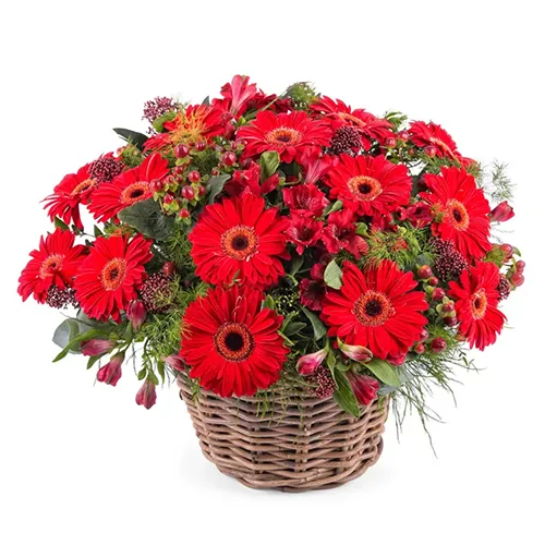 Precious Bouquet of Gerberas in Red Colour