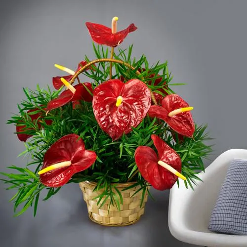 Beautiful Basket of Hearty Red Anthodiums