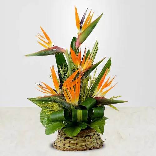 Magnificent Basket of Six Birds of Paradise