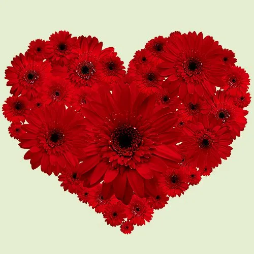 Dazzling 2 Dozen Red Gerberas Arrangement in Heart Shape 
