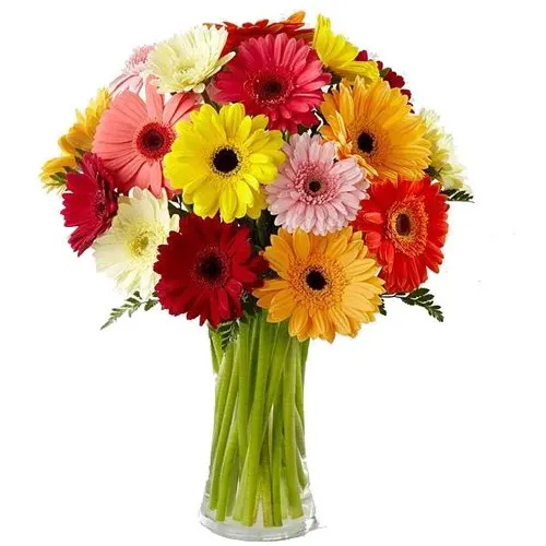 Deliver Assorted Gerberas in Glass Vase Online