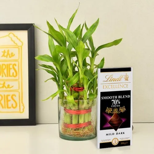 Order 2 Tier Lucky Bamboo Plant with Lindt Excellence Chocolate