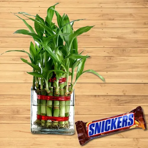 Classic Double Layer Bamboo Plant in Glass Pot with Snickers Chocolate