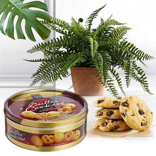 Go Green Air Purifying Bostern Fern Plant with Cookies Combo Gift