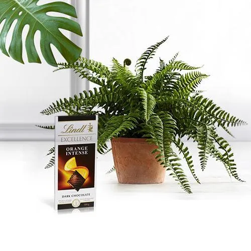Flowering Pot of Bostern Fern Indoor Plant with Chocolate