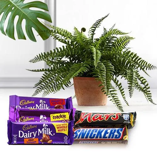Good Luck Bostern Fern Plant N Chocolate Combo