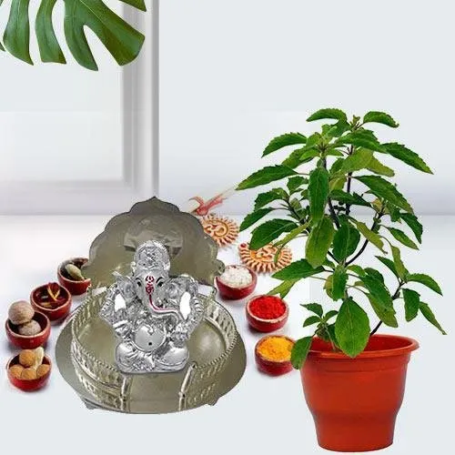 Go Green Tulsi Plant N Puja Gift Hamper