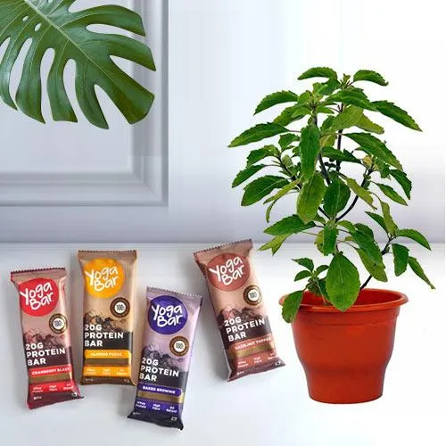Premium Holy Tulsi Plant with Healthy Diet Snacks
