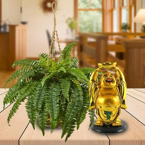 Divine Gift of Hanging Indoor Bostern Fern N Laughing Buddha