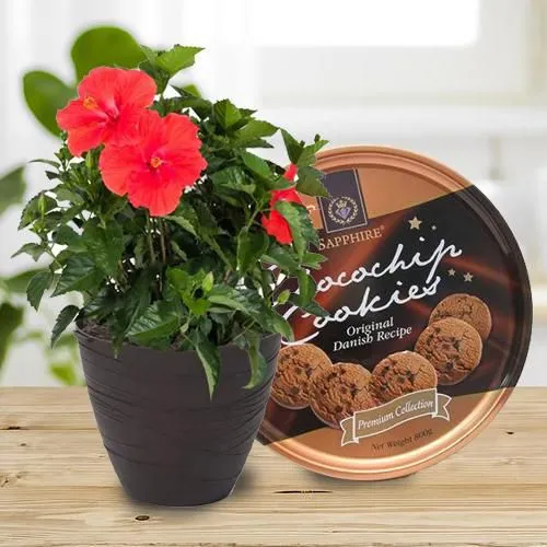 Enchanting Combo of Hibiscus Plant with Cookies
